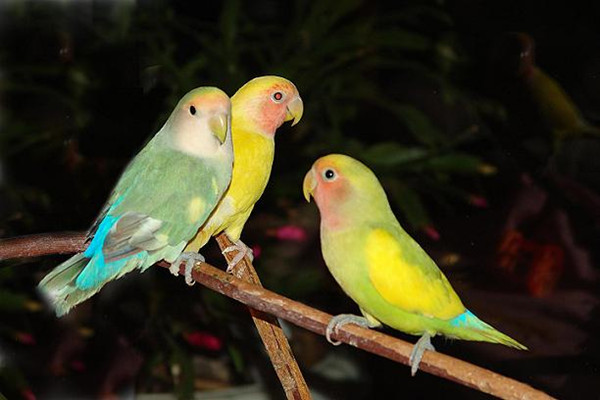 Lovebird