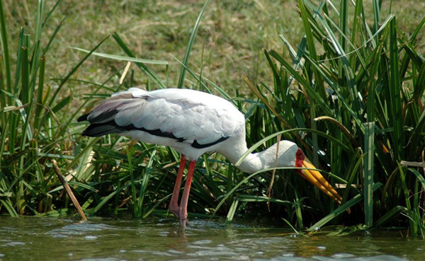  Yellow-billed Stork