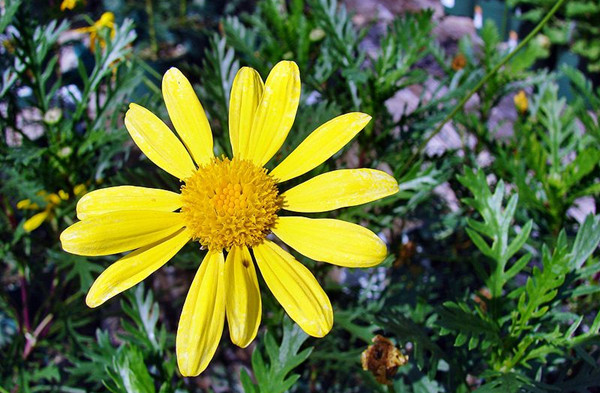 Euryops pectinatus