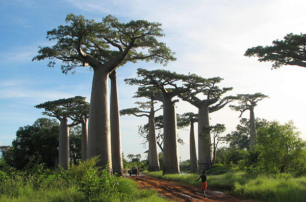  Baobab trees