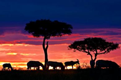 les Animaux Afriques au coucher du soleil 